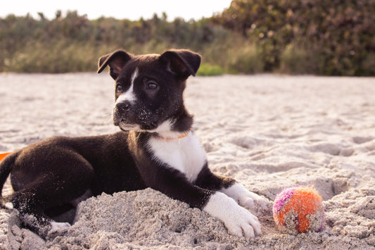 How Pets Support Children’s Mental Health and Development